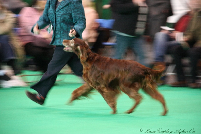 Crufts2011 030.jpg